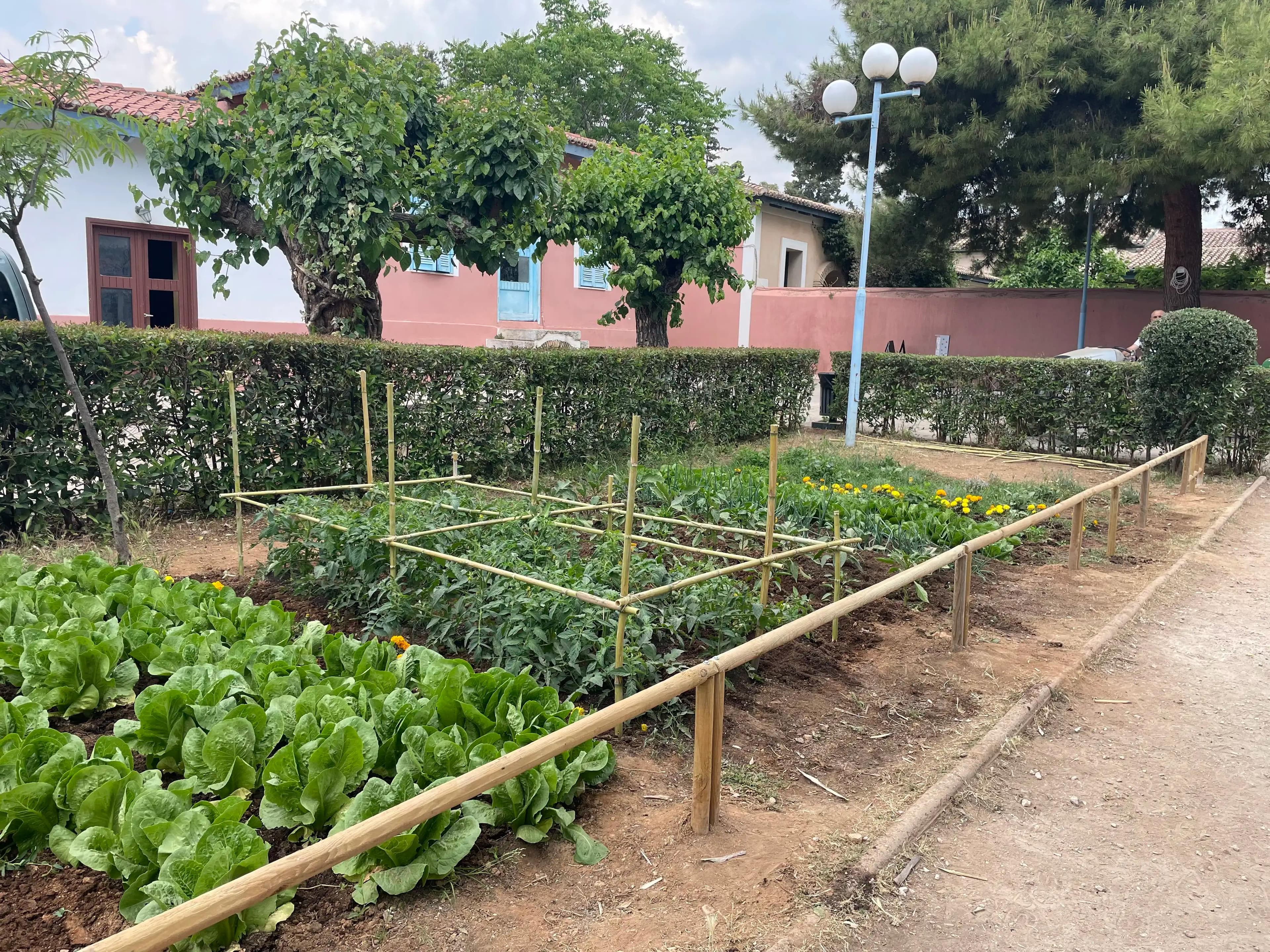 planted lettuces, flowers and other herbs