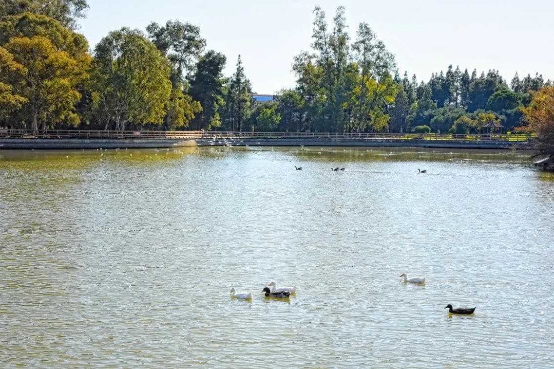 ducks in the lake